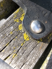 Candelariella efflorescens