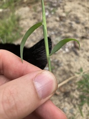 Digitaria ischaemum