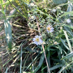 Symphyotrichum falcatum