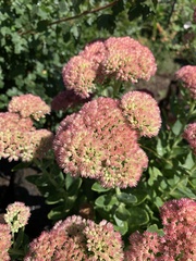 Hylotelephium maximum × spectabile