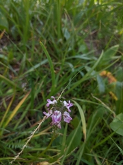 Pedicularis attollens