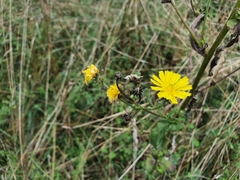 Picris hieracioides