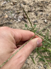 Digitaria ischaemum