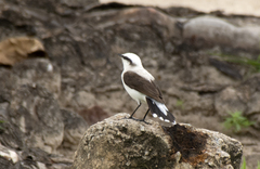 Fluvicola nengeta
