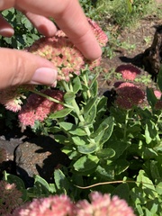 Hylotelephium maximum × spectabile