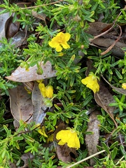 Hibbertia hypericoides