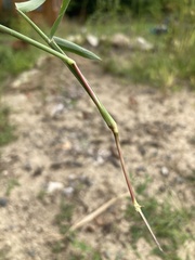 Digitaria ischaemum