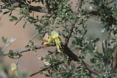 Crotalarieae