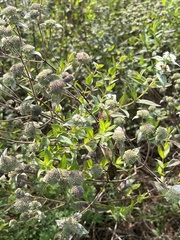 Pycnanthemum muticum