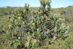 Protea neriifolia