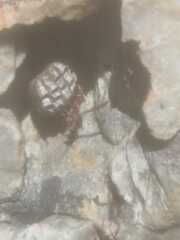 Polistes africanus