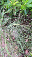 Eragrostis spectabilis