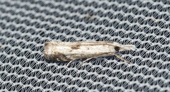 Microcrambus