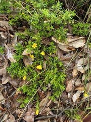 Hibbertia hypericoides