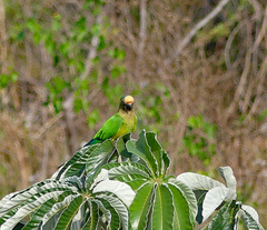 Eupsittula aurea