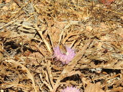 Pyronia cecilia