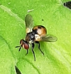 Gymnosoma rotundatum