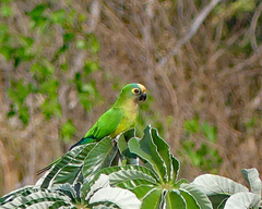 Eupsittula aurea