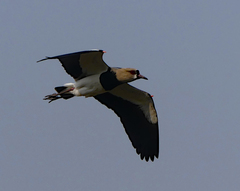 Vanellus chilensis