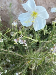 Oenothera pallida