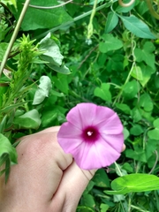 Ipomoea triloba