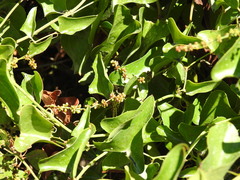Smilax aspera