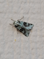 Lacinipolia