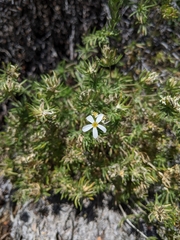 Leptosiphon nuttallii