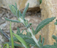 Teucrium