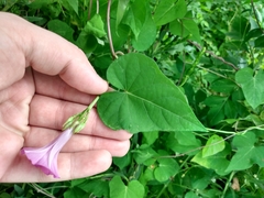 Ipomoea triloba