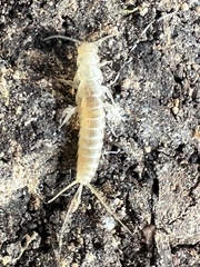 Nicoletiidae