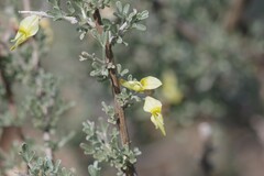 Crotalarieae
