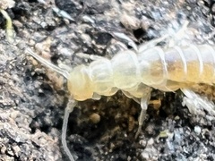 Nicoletiidae