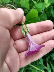 Ipomoea triloba