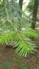 Abies grandis