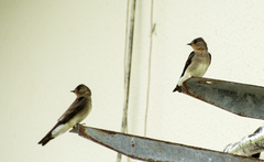 Stelgidopteryx ruficollis