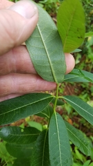 Asclepias syriaca