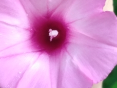 Ipomoea triloba
