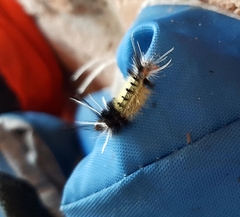 Phaegopterina