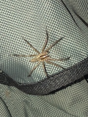 Lycosoidea