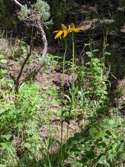 Rudbeckia californica