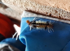 Phaegopterina