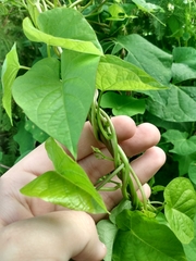 Ipomoea triloba