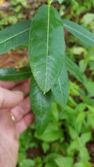 Asclepias syriaca
