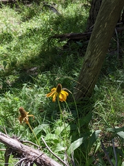 Rudbeckia californica