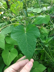 Ipomoea triloba