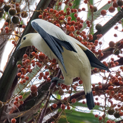 Ducula bicolor