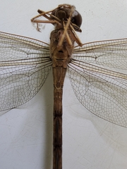 Gynacantha
