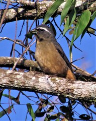 Saltator similis