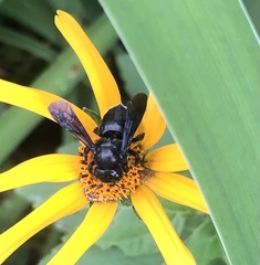 Megachile xylocopoides